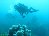 海中風景 [2]｜初島でダイビング｜2010/05/01