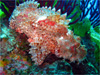 コクチフサカサゴ｜初島でダイビング｜2010/05/01