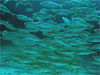 マアジの群れ [1]｜伊豆海洋公園でダイビング｜2010/05/04