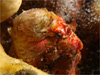 ベニカエルアンコウ [2]｜伊豆海洋公園でダイビング｜2010/05/04