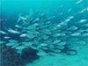 マアジの群れ [3]｜伊豆海洋公園でダイビング｜2010/05/04