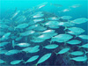 マアジの群れ [4]｜伊豆海洋公園でダイビング｜2010/05/04