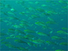 イサキの群れ [1]｜勝浦でダイビング｜2010/05/22