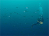アジの群れ [2]｜勝浦でダイビング｜2010/05/22