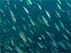 アジとイサキの大群 [2]｜行川でダイビング｜2010/06/12