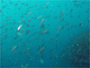 アジとイサキの大群 [6]｜行川でダイビング｜2010/06/12