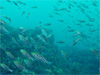 アジとイサキの大群 [9]｜行川でダイビング｜2010/06/12