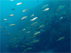 アジ群れ｜雲見でダイビング｜2010/07/18