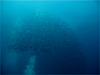 キビナゴの大群 [1]｜伊豆海洋公園でダイビング｜2010/07/21