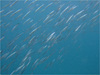 キビナゴ大群 [1]｜初島でダイビング｜2010/07/24