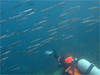 キビナゴ大群 [2]｜初島でダイビング｜2010/07/24