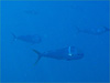 シイラの群れ [6]｜パヤオでダイビング｜2010/08/29