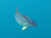 ヒレナガカンパチ｜パヤオでダイビング｜2010/08/29