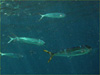 シイラの群れ [2]｜パヤオでダイビング｜2010/08/29