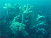 ソフトコーラル [2]｜伊戸でダイビング｜2010/09/05
