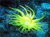 スナイソギンチャク｜伊戸でダイビング｜2010/09/05