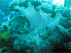 ソフトコーラル [3]｜伊戸でダイビング｜2010/09/05
