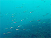 マアジの群れ [2]｜伊戸でダイビング｜2010/09/05