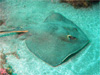 アカエイ｜伊戸でダイビング｜2010/09/05