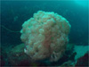 ソフトコーラル[1]｜伊戸でダイビング｜2010/09/05