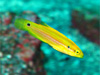 フタホシキツネベラの幼魚｜伊豆海洋公園でダイビング｜2010/09/12