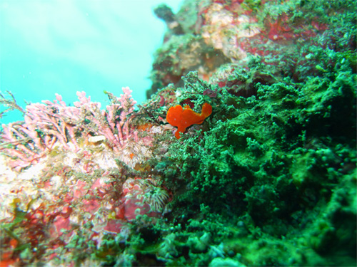 イロカエルアンコウの幼魚｜三宅島でダイビング｜2010/09/18