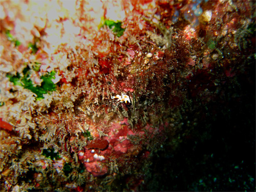 クマドリカエルアンコウの幼魚｜三宅島でダイビング｜2010/09/18