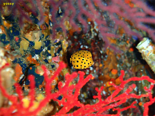 ミナミハコフグの幼魚｜三宅島でダイビング｜2010/09/19