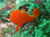 イロカエルアンコウ（5mm)｜三宅島でダイビング｜2010/09/18