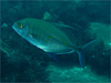 ナンヨウカイワリ｜三宅島でダイビング｜2010/09/19