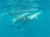 ドルフィンスイム [1]｜三宅島でダイビング｜2010/09/20