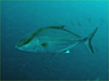 ヒレナガカンパチ [1]｜勝浦でダイビング｜2010/09/20