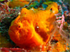 イロカエルアンコウ｜黄金崎でダイビング｜2010/09/26