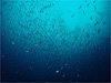 キビナゴ大群 [6]｜伊戸でダイビング｜2010/10/17