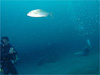 風景 [7]｜伊戸でダイビング｜2010/10/17