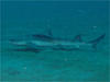 ドチザメ｜伊戸でダイビング｜2010/10/17