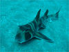 子ネコザメ [2]｜伊戸でダイビング｜2010/10/23
