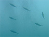 カツオ [1]｜伊戸でダイビング｜2010/10/23