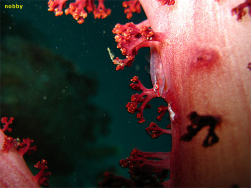 スケロクウミタケハゼ｜井田でダイビング｜2010/10/24