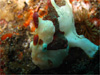 クマドリカエルアンコウ 1号｜井田でダイビング｜2010/10/24