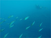 イサキの群れ [2]｜勝浦でダイビング｜2010/11/03