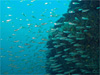 ネンブツダイの群れ｜勝浦でダイビング｜2010/11/03