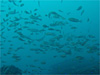 イサキの群れ [6]｜勝浦でダイビング｜2010/11/03