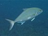 ヒレナガカンパチ [7]｜勝浦でダイビング｜2010/11/03