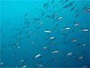 イサキの群れ [7]｜勝浦でダイビング｜2010/11/03