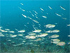 イサキの群れ｜行川でダイビング｜2010/11/07