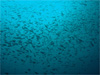 群れ群れ [2]｜行川でダイビング｜2010/11/07