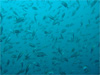 群れ群れ [3]｜行川でダイビング｜2010/11/07