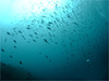 群れ群れ [4]｜行川でダイビング｜2010/11/07