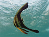ツバメウオ [3]｜大瀬崎でダイビング｜2010/11/28